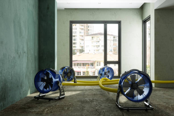 Best Mold removal after water damage  in Henry, IL